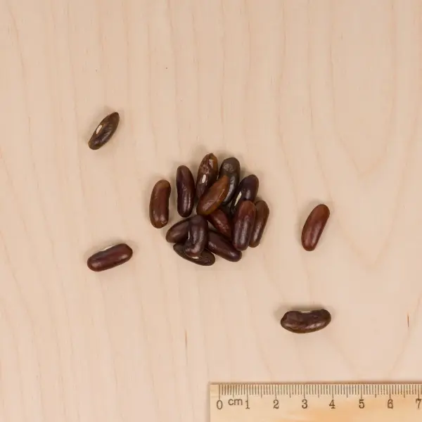 Légumes Secs - Haricot Nain Vert Primel - MEDIA_3D